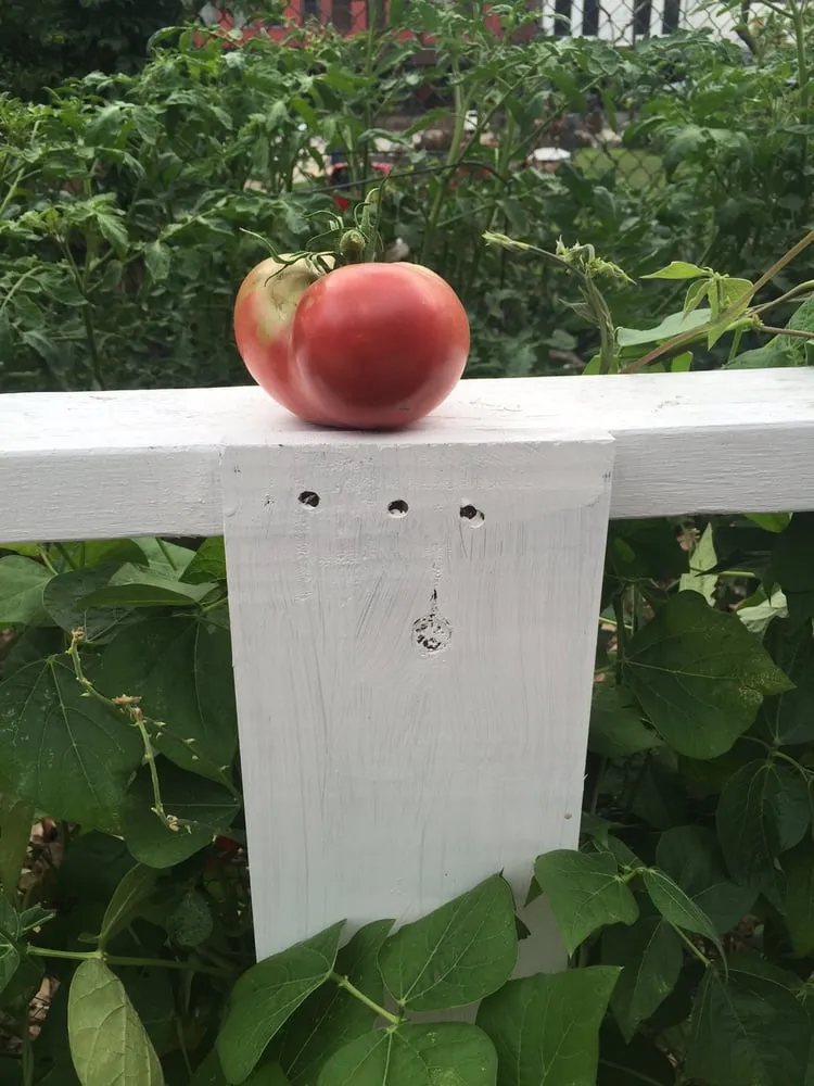 Reliable yard cleanup service experts serving Atlanta, GA - Humble Harvest Garden