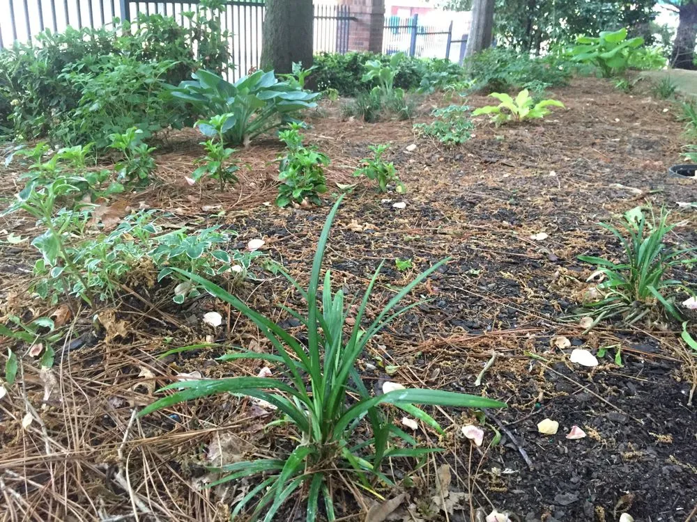 Local yard maintenance for beautiful yards in Atlanta, GA by Humble Harvest Garden