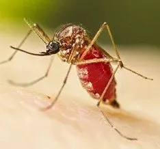 Custom landscaping services in Woodstock, GA by Humble Hero Solutions