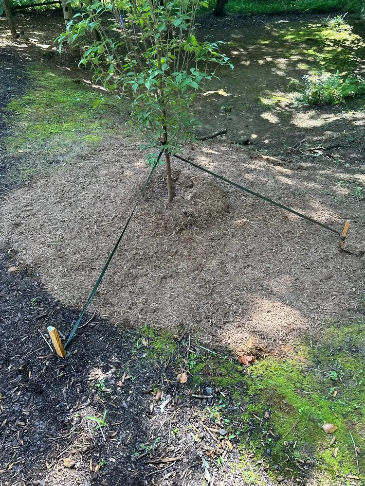 Custom lawn mowing service in Asheville, NC - Humble Roots Landscaping