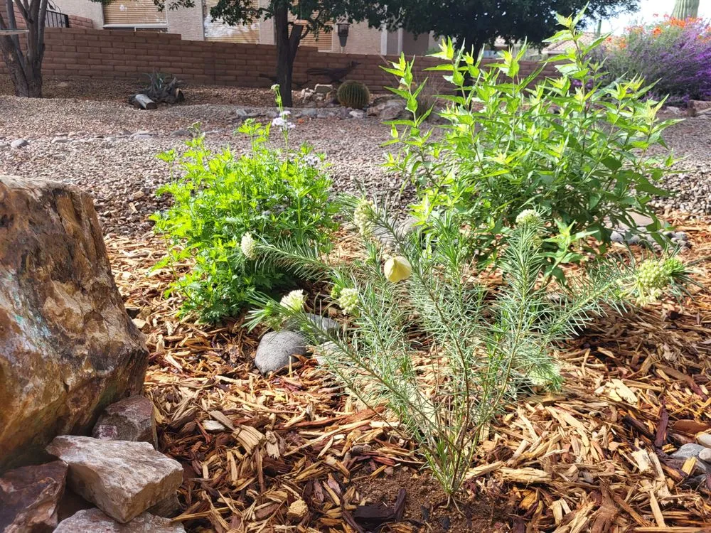 Affordable yard maintenance for homes across Tucson, AZ - Hummingbird Gardens Landscaping