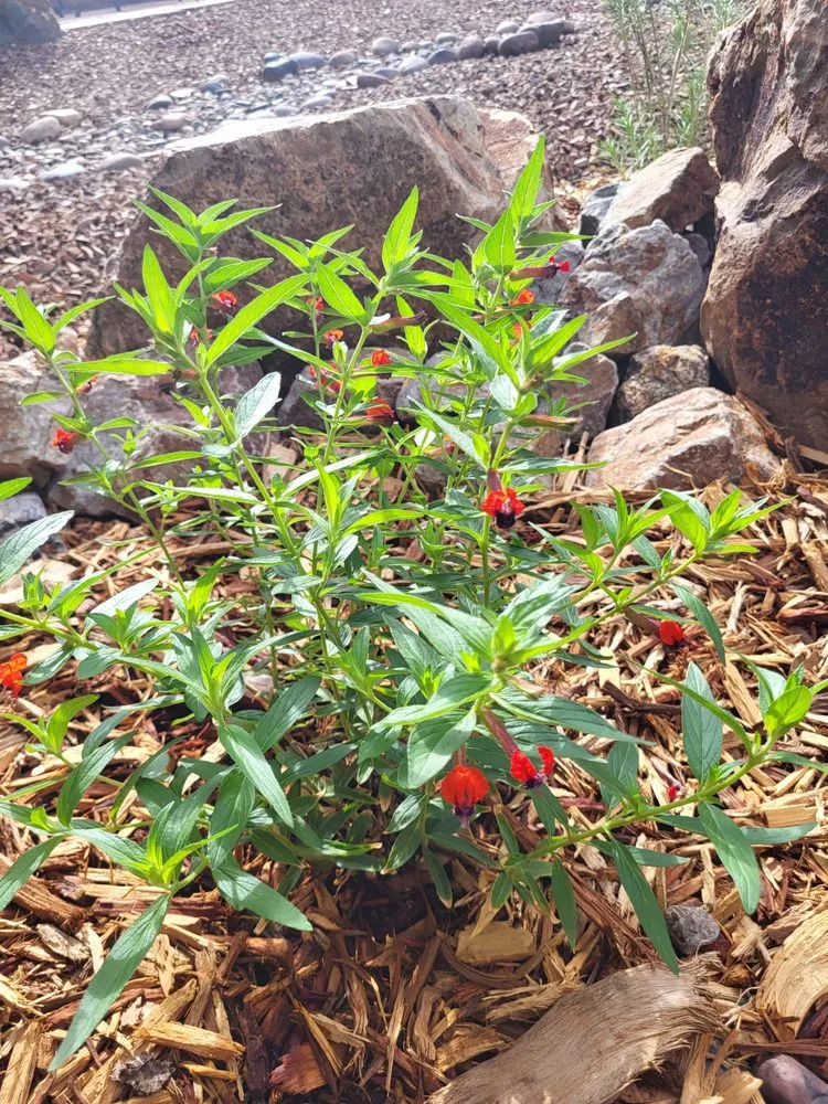 Custom residential landscaping in Tucson, AZ - Hummingbird Gardens Landscaping