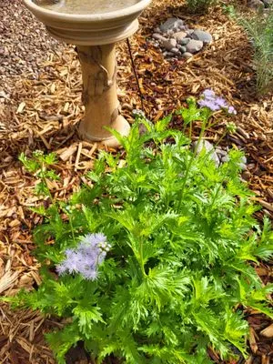 Hummingbird Gardens Landscaping Logo