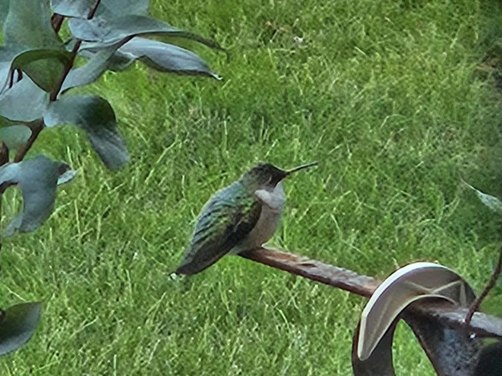 Trusted landscape installation for residential properties in Gaithersburg, MD by Hummingbird Landscape & Remodeling