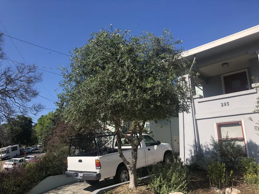 Professional yard maintenance experts serving Oakland, CA - Hummingbird Landscape