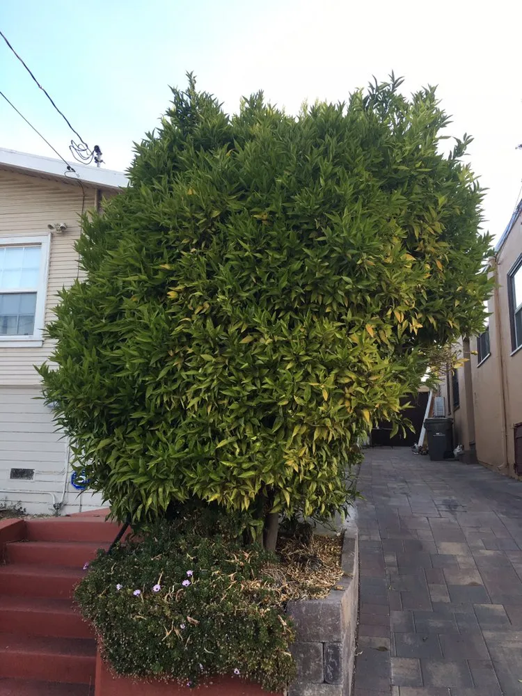 Professional residential landscaping for residential properties in Oakland, CA by Hummingbird Landscape