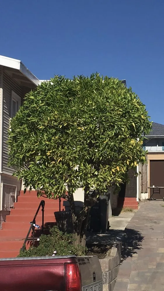 Professional lawn mowing service for outdoor upgrades in Oakland, CA by Hummingbird Landscape