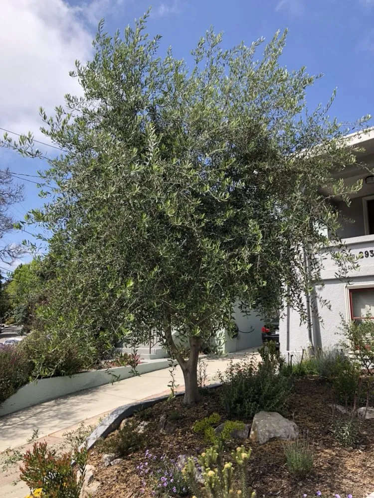 Affordable yard maintenance in Oakland, CA by Hummingbird Landscape