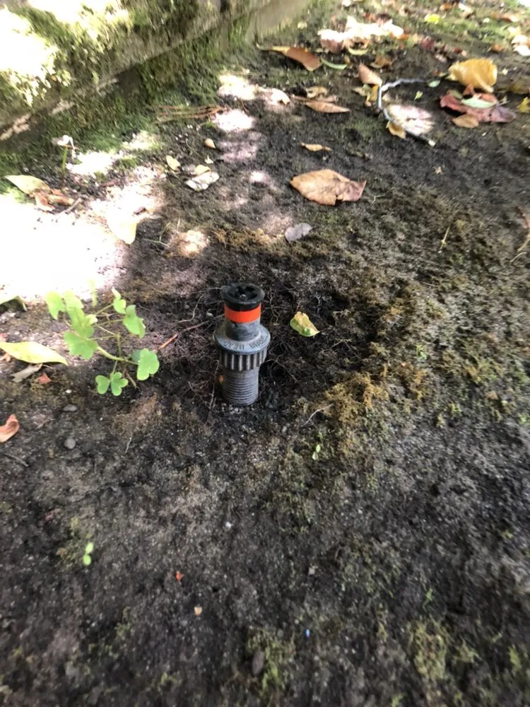 Custom lawn care service for beautiful yards in Oakland, CA by Hummingbird Landscape