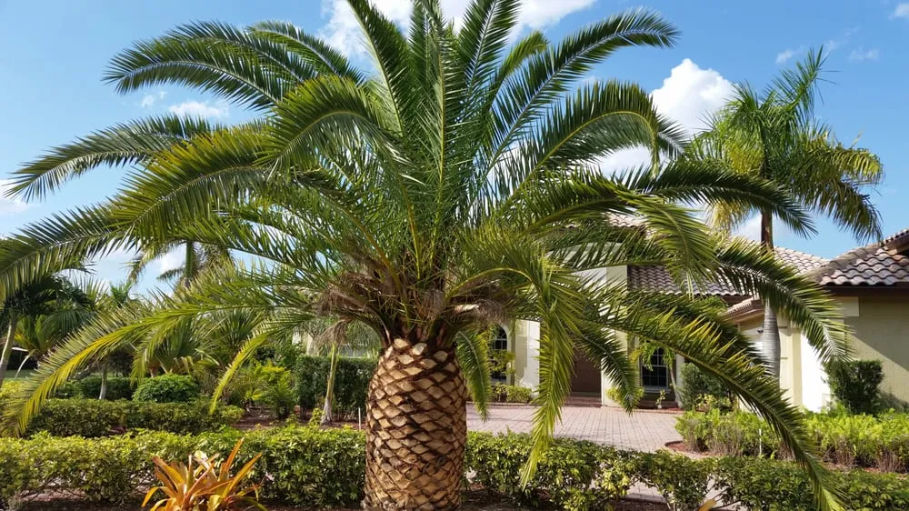 Local landscaping services experts serving Miramar, FL - Hummingbird Landscaping & Designs