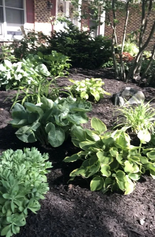 Trusted lawn care service in Mount Prospect, IL - Hummingbird Landscaping