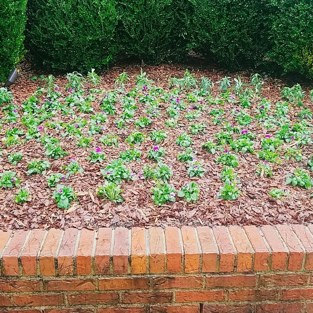 Local yard maintenance in Byron, GA - Hummingbird Lawn And Landscape