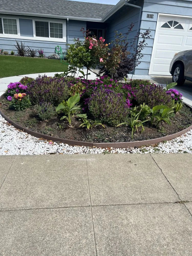 Affordable landscape design in Palo Alto, CA - Hummingbird Silicon Valley