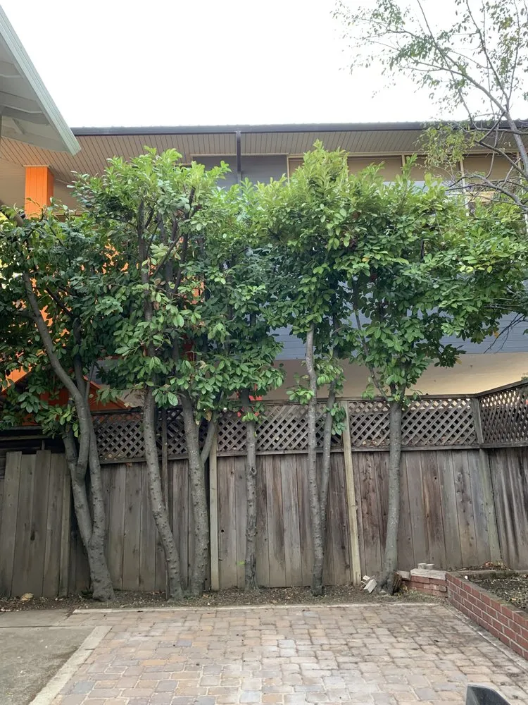 Trusted outdoor landscaping for outdoor upgrades in Palo Alto, CA by Hummingbird Silicon Valley