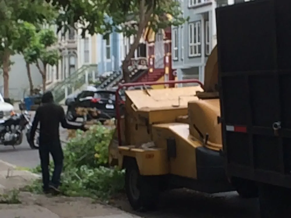 Expert yard cleanup service in San Bruno, CA by Hummingbird Tree Service