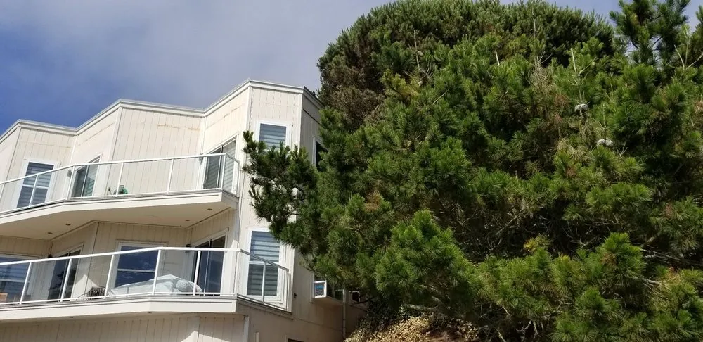 Professional lawn care service in San Bruno, CA - Hummingbird Tree Service