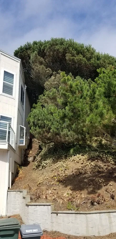 Affordable landscape installation in San Bruno, CA by Hummingbird Tree Service