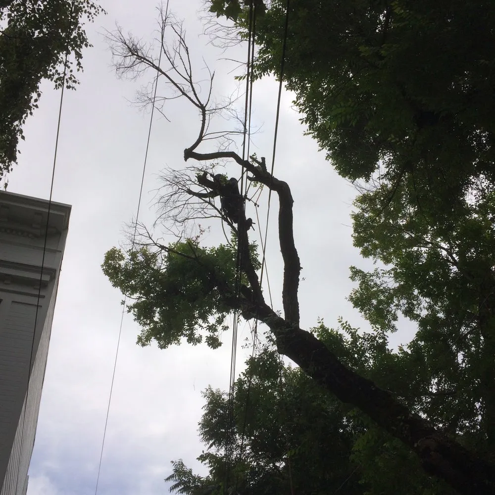 Top-rated landscaping services in San Bruno, CA by Hummingbird Tree Service