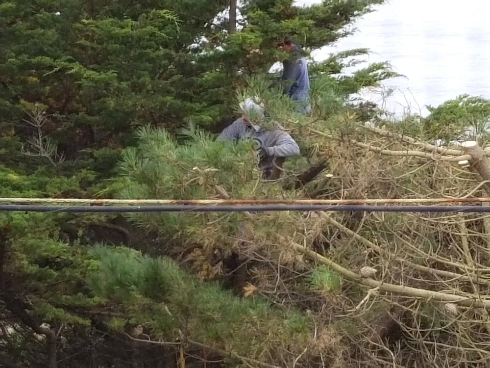 Expert landscape design in San Bruno, CA - Hummingbird Tree Service