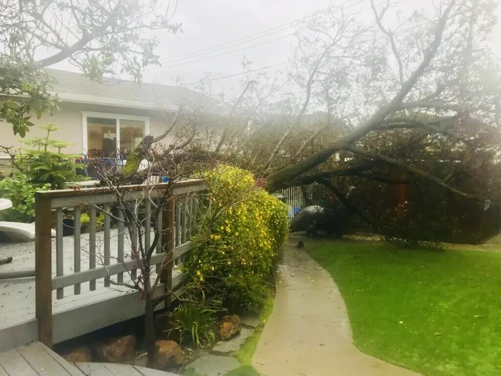 Affordable lawn mowing service for residential properties across San Bruno, CA - Hummingbird Tree Service