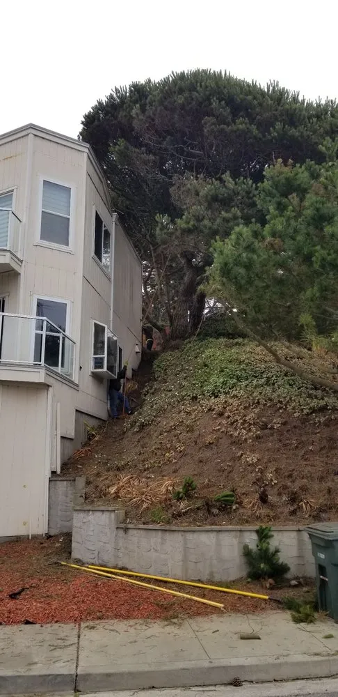 Top-rated yard maintenance for outdoor upgrades across San Bruno, CA - Hummingbird Tree Service