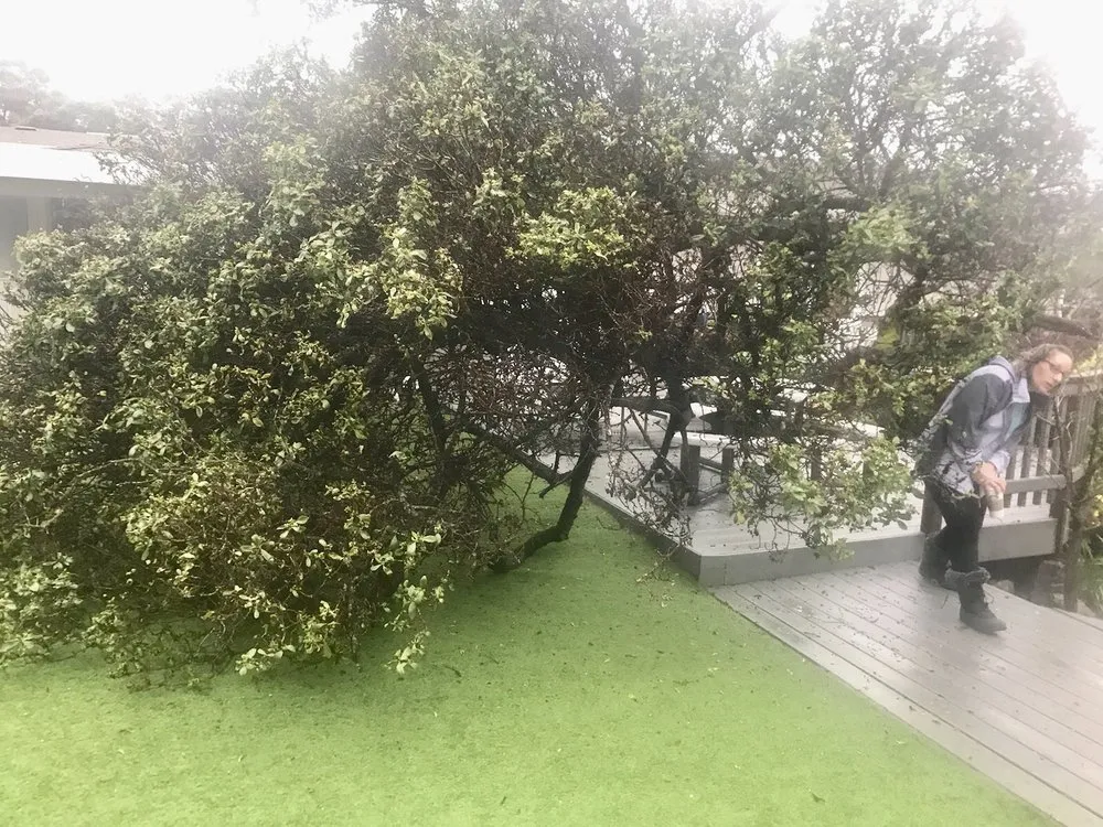 Local garden landscaping in San Bruno, CA by Hummingbird Tree Service