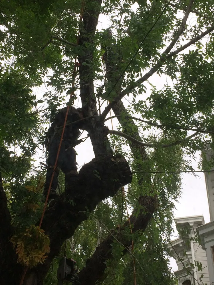 Expert yard cleanup service in San Bruno, CA by Hummingbird Tree Service