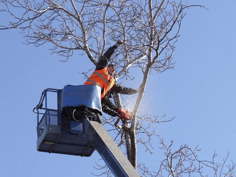 Reliable landscape design for outdoor upgrades across San Bruno, CA - Hummingbird Tree Service