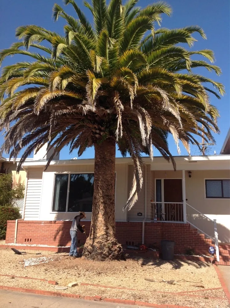 Professional garden landscaping for homes across San Bruno, CA - Hummingbird Tree Service