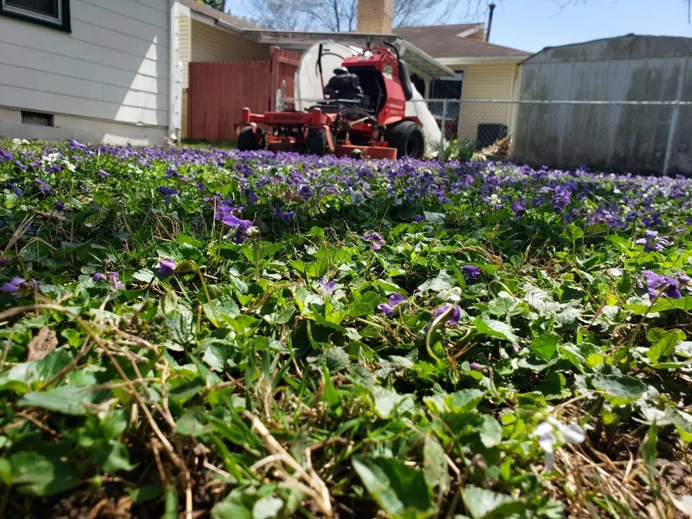 Affordable yard maintenance in Springfield, MO - Hungry Cow Lawn Care