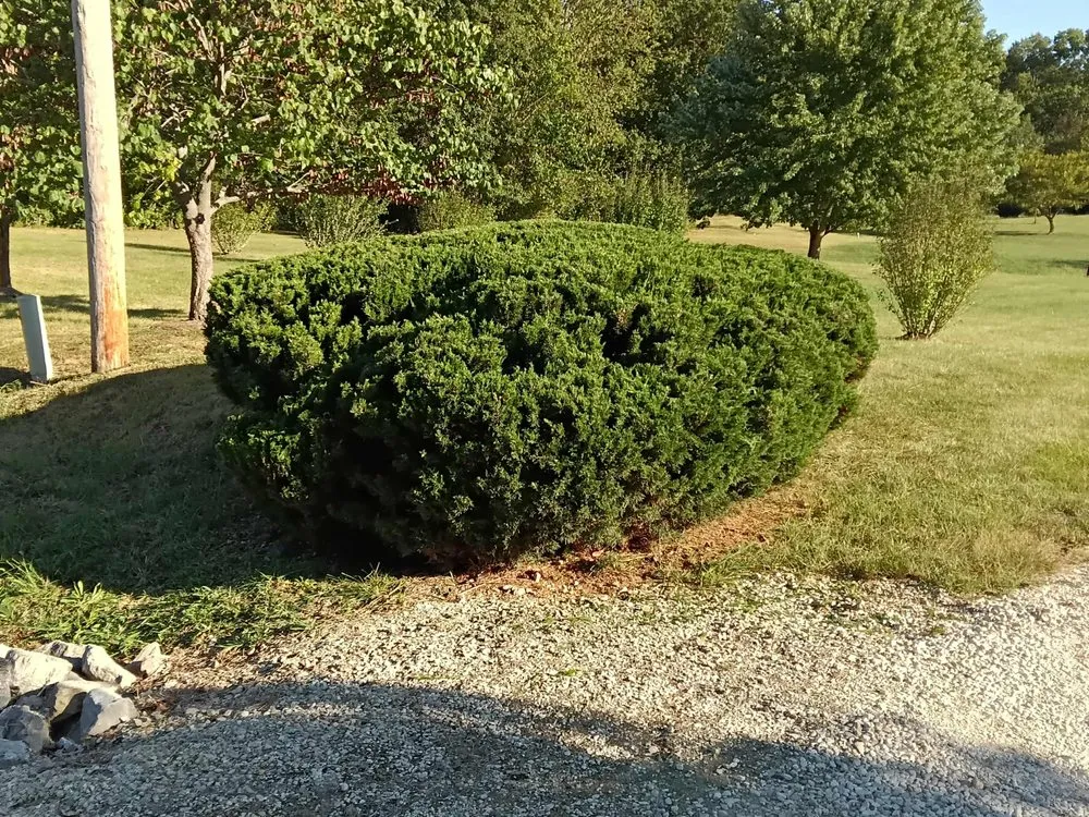 Professional yard cleanup service experts serving Annada, MO - Hunter Landscaping