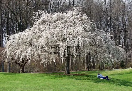 Custom yard maintenance with custom design in East Syracuse, NY by Hunter Springs Landscape Artisans