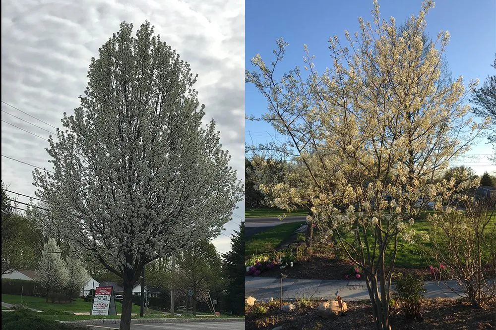 Trusted lawn care service in East Syracuse, NY - Hunter Springs Landscape Artisans