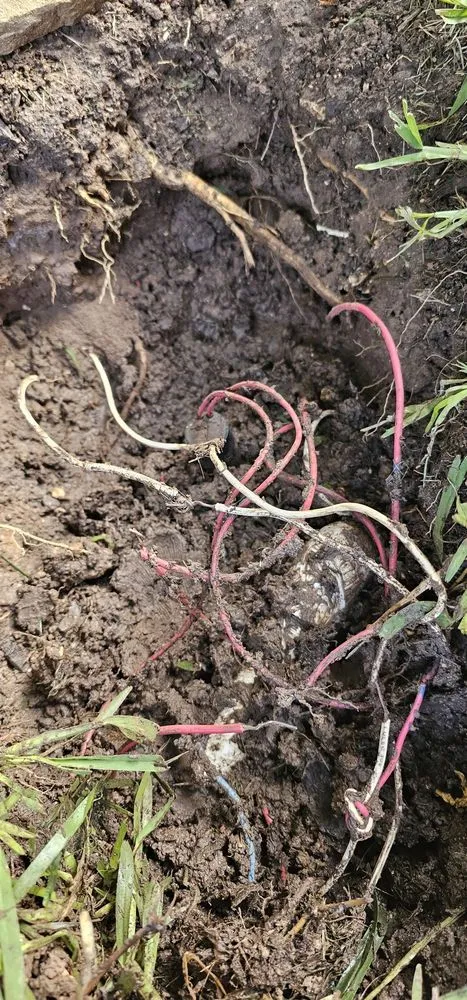 Top-rated garden landscaping in Cedar Park, TX by Hunter Sprinklers