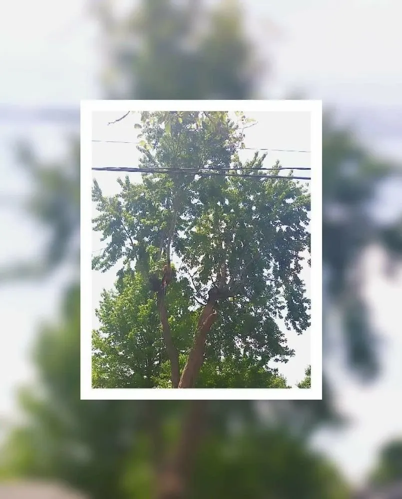 Expert outdoor landscaping experts serving Rock Island, IL - Hunter Tree Service