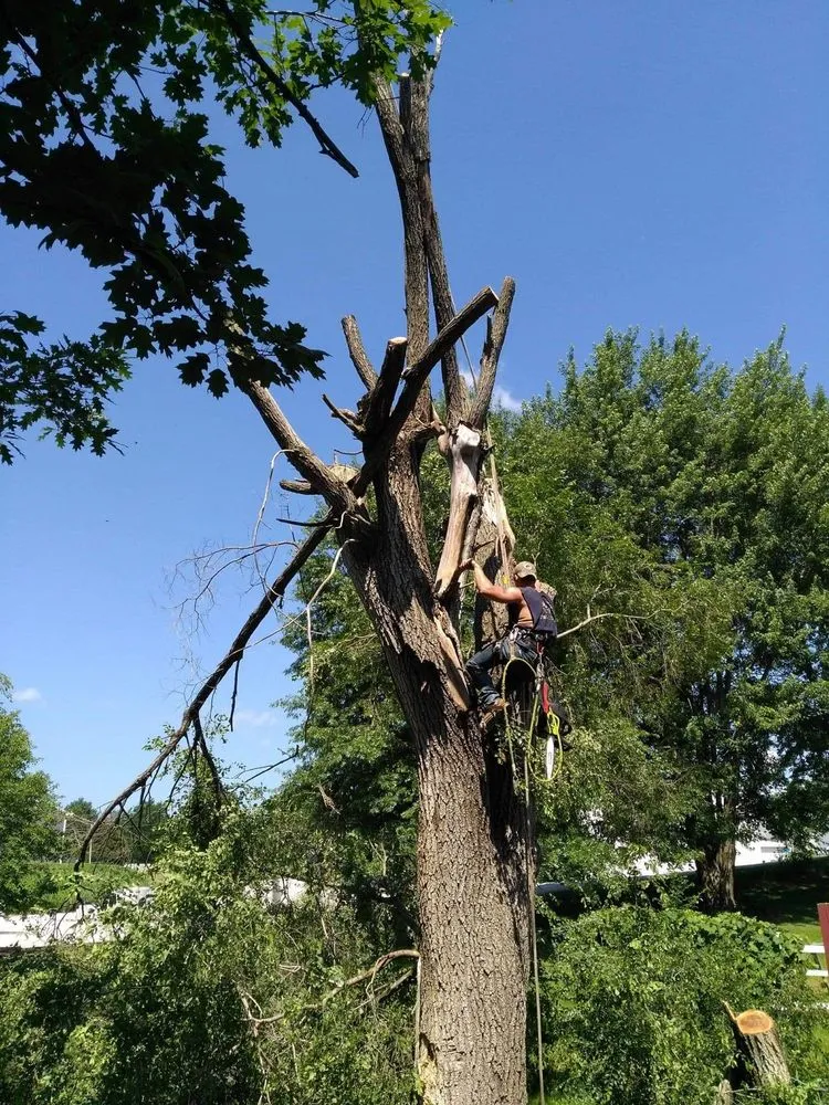 Expert residential landscaping for homes in Rock Island, IL by Hunter Tree Service