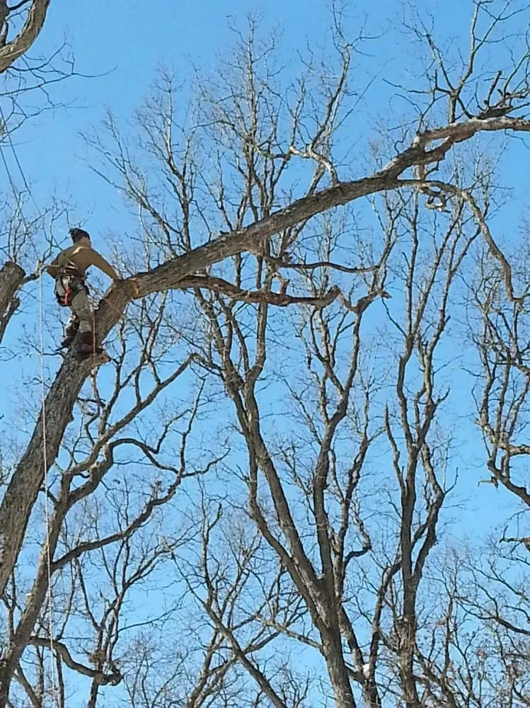 Trusted yard maintenance in Rock Island, IL by Hunter Tree Service