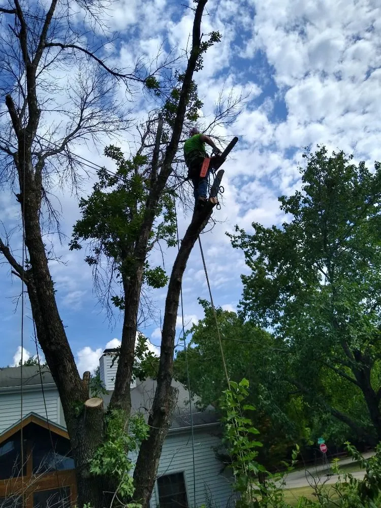 Professional lawn care service experts serving Rock Island, IL - Hunter Tree Service