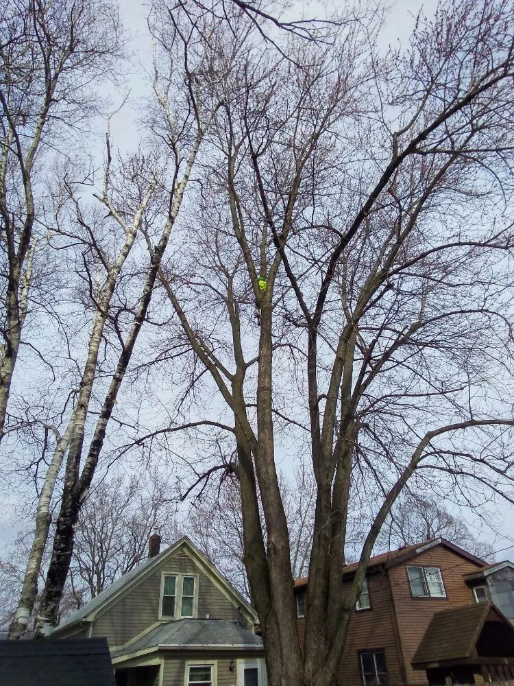 Trusted lawn care service in Rock Island, IL - Hunter Tree Service