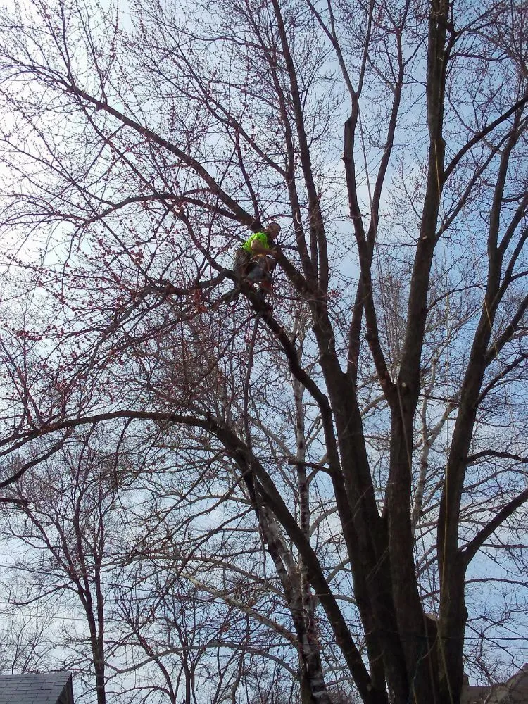 Professional landscaping services experts serving Rock Island, IL - Hunter Tree Service