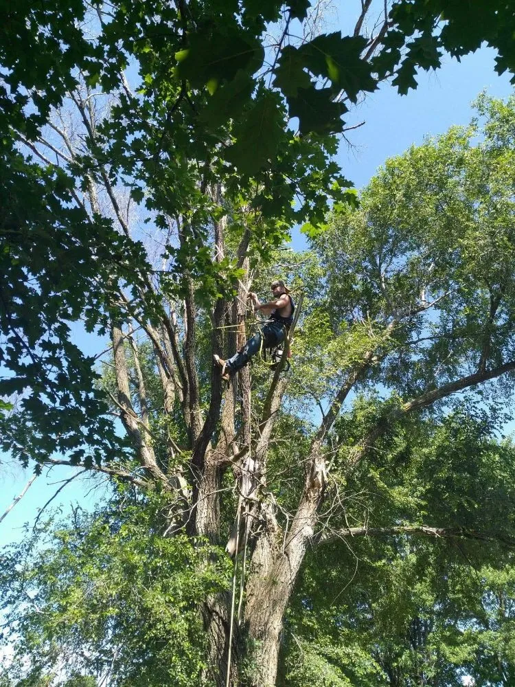 Expert landscape design in Rock Island, IL - Hunter Tree Service