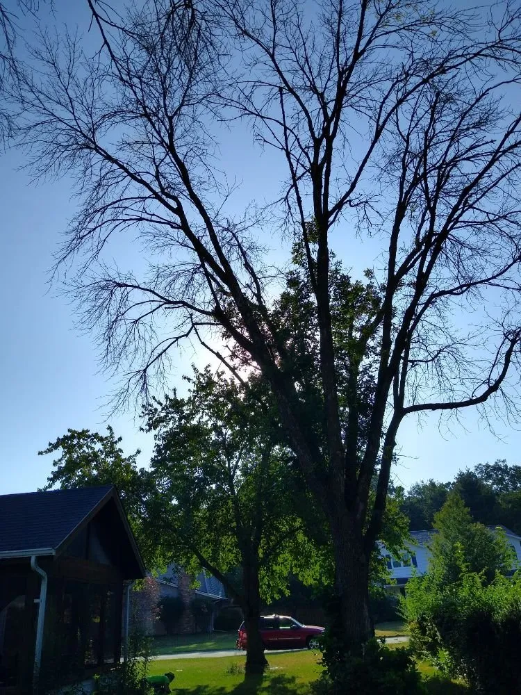 Professional landscaping services experts serving Rock Island, IL - Hunter Tree Service