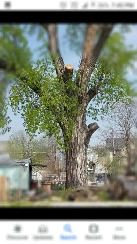 Top-rated outdoor landscaping in Rock Island, IL - Hunter Tree Service