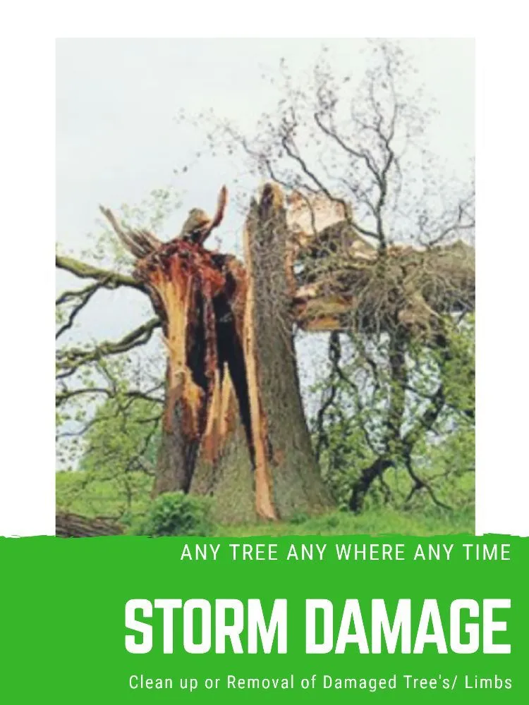 Professional lawn mowing service in Rock Island, IL - Hunter Tree Service