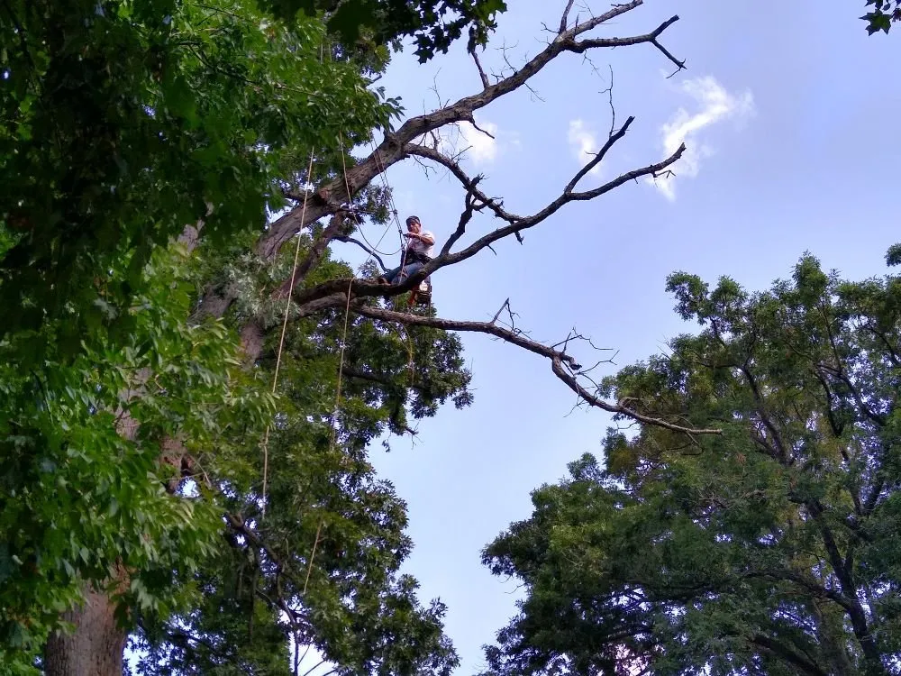 Affordable lawn care service experts serving Rock Island, IL - Hunter Tree Service