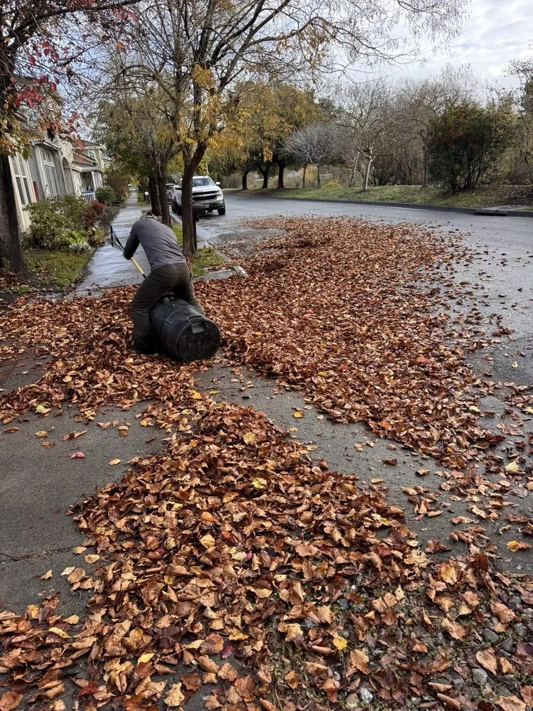 Professional landscape design for residential properties in Petaluma, CA by Hunters Gardening