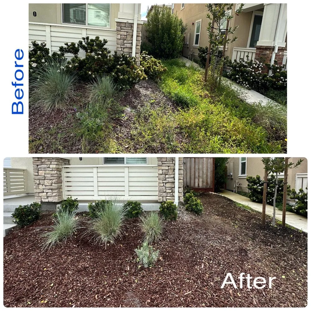 Local landscape design for year-round maintenance in Petaluma, CA by Hunters Gardening