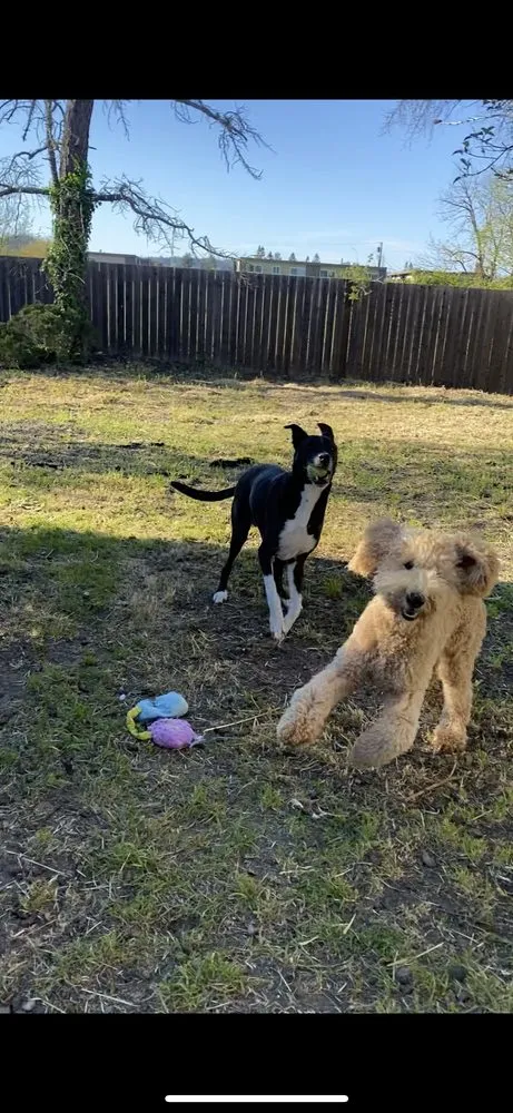 Expert lawn care service in Petaluma, CA by Hunters Gardening