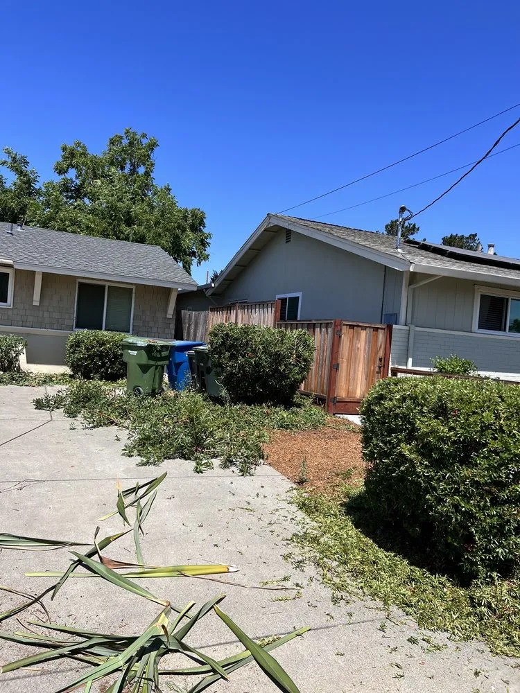 Custom yard cleanup service near you in Petaluma, CA by Hunters Gardening