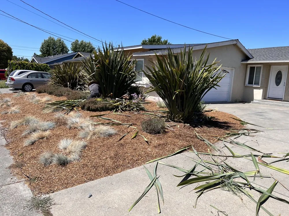 Trusted yard maintenance in Petaluma, CA - Hunters Gardening